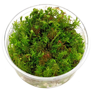 گیاهان آبزی